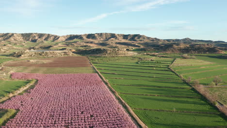 rural agricultural landscape during spring blossoming season mountains