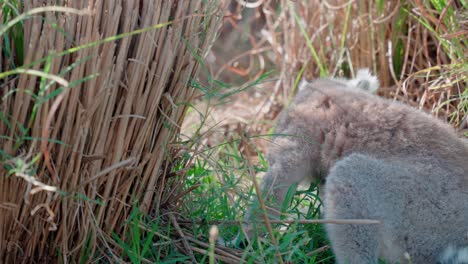 Low-angle-shot-of-distinctive-ring-tailed-lemur-near-reeds-and-vegetation