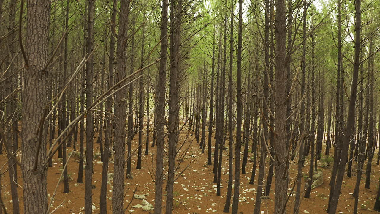 Miles and miles of trees, let's keep it that way