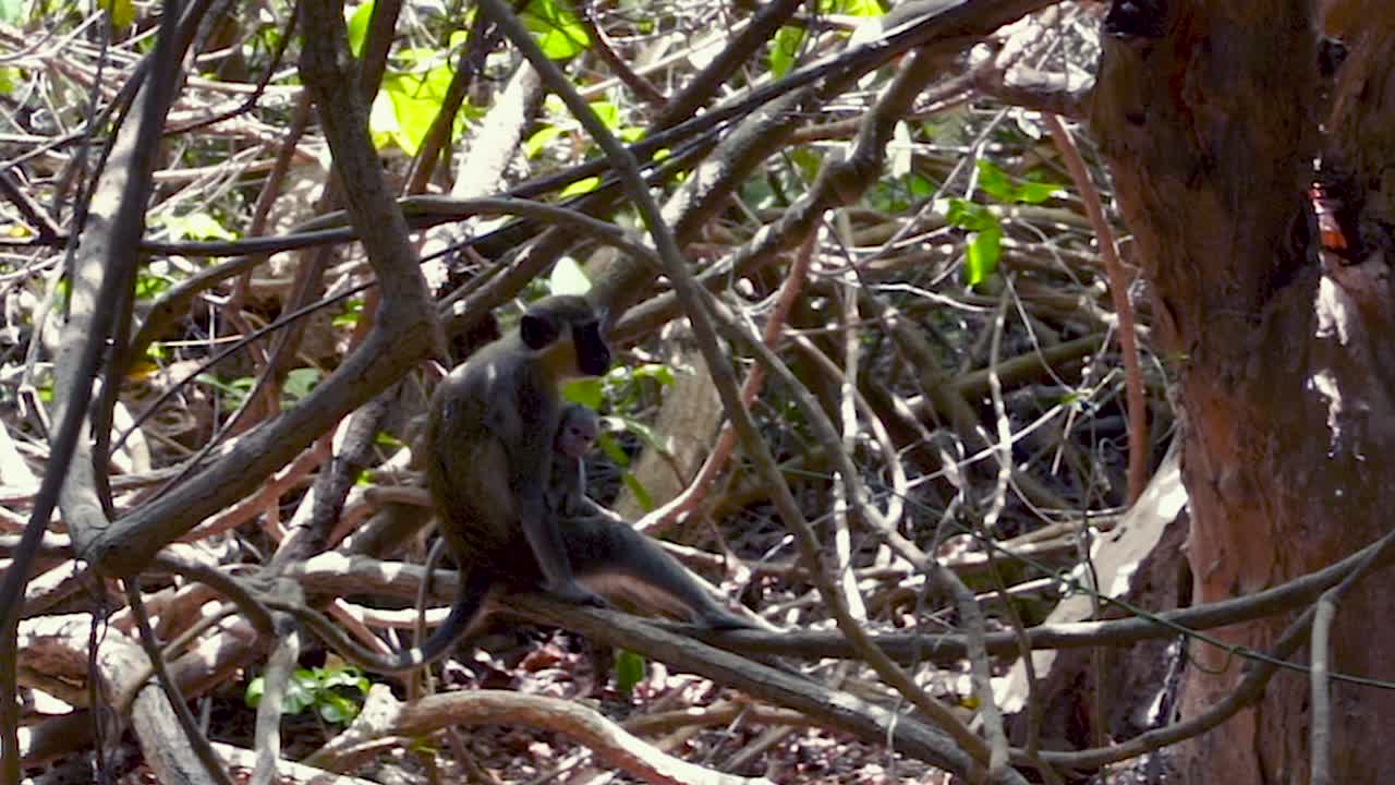 hermosa vista del mono en la reserva de abuko, gambia