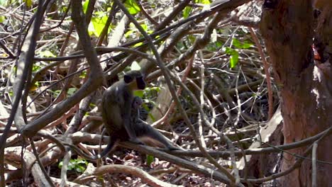 Hermosa-Vista-Del-Mono-En-La-Reserva-De-Abuko,-Gambia