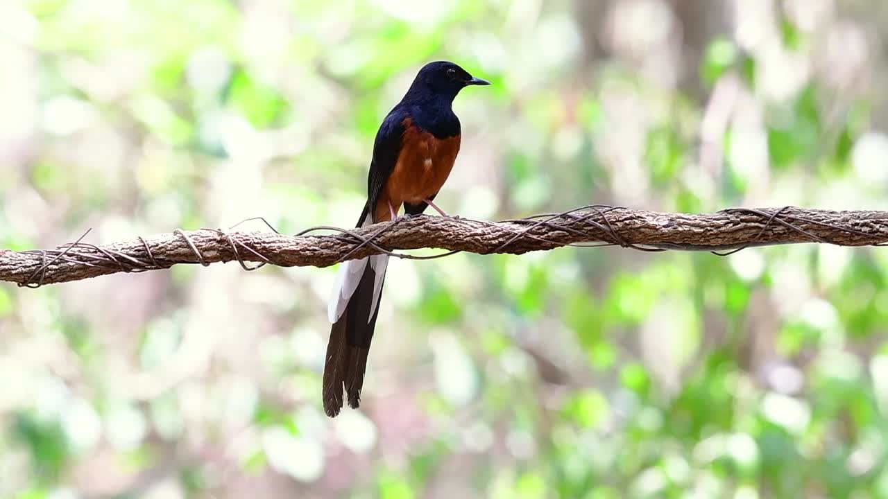 белогрудая шама, сидящая на лиане на фоне лесного боке, copsychus malabaricus, в замедленной съемке
