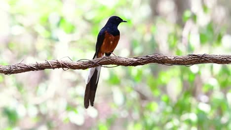shama de rabadilla blanca encaramado en una vid con fondo bokeo del bosque, copsychus malabaricus, en cámara lenta