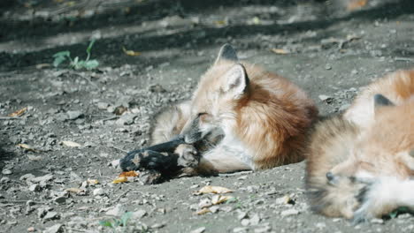 Cross-Fox-Licking-Itself-While-Resting-On-The-Ground-At-Miyagi-Zao-Fox-Village-In-Miyagi,-Japan