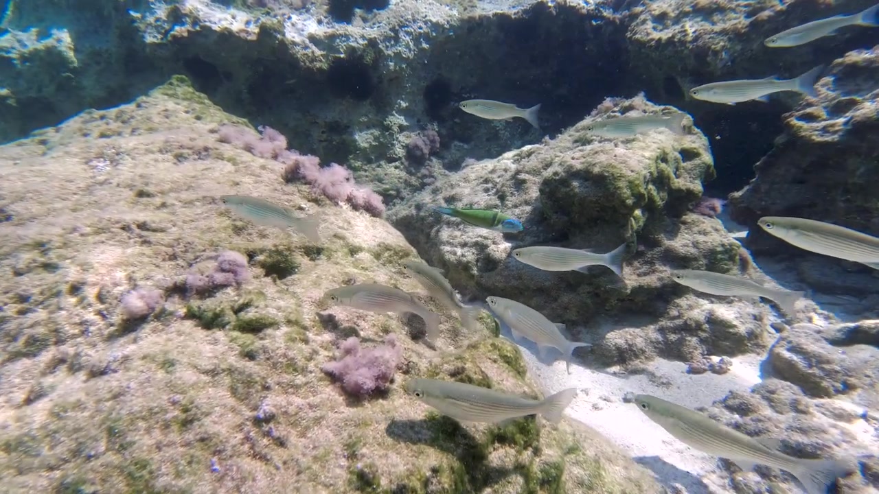 POV snorkeling with school of fish underwater through coral rocks