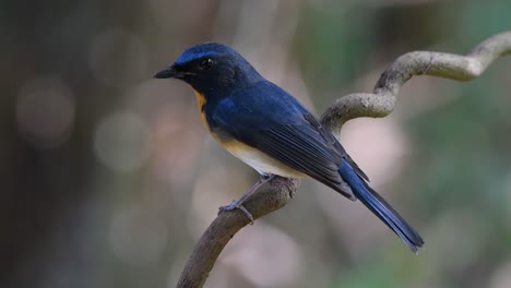 Chinese-Blue-Flycatcher,-Cyornis-glaucicomans,-perched-on-a-spiral-vine,-looks-around-and-takes-off