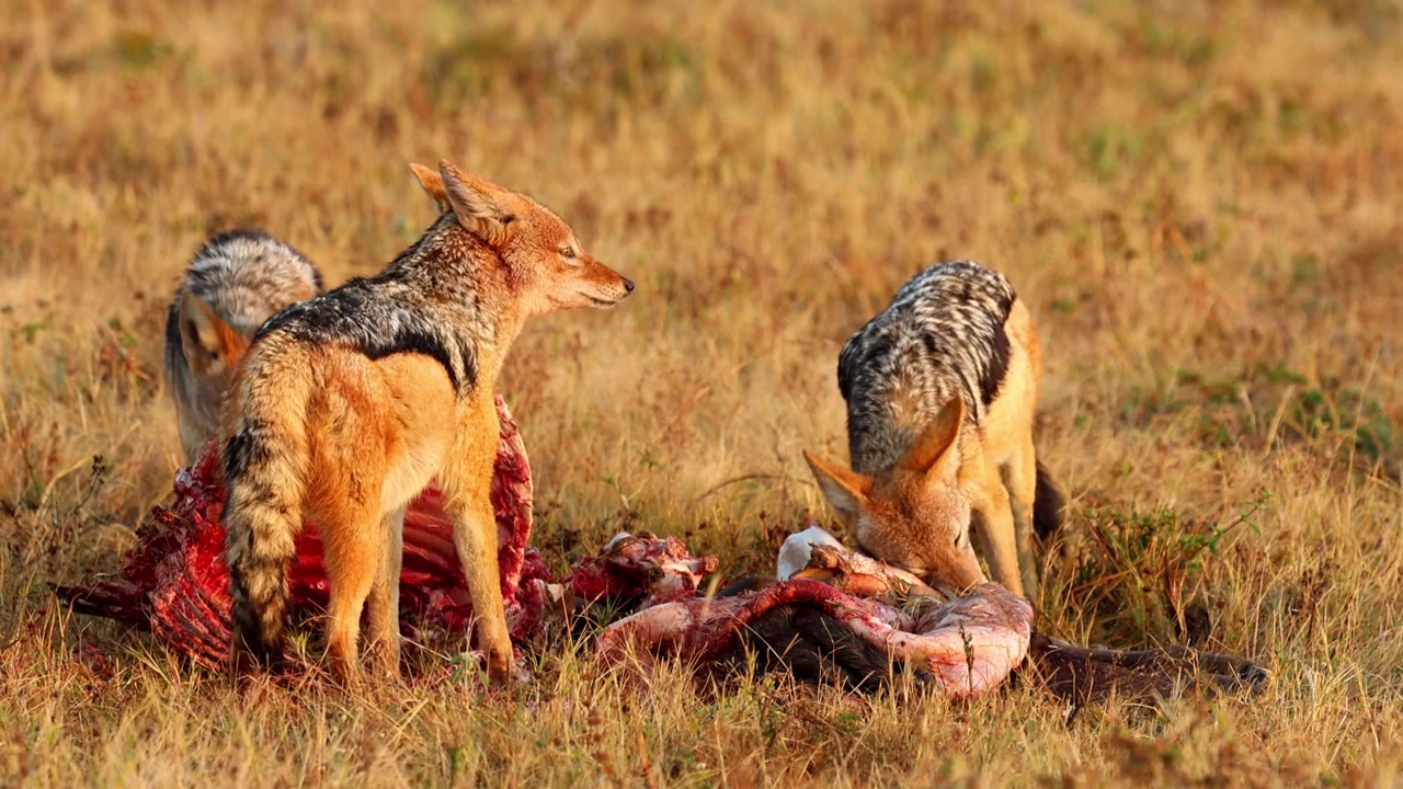 Three black-backed jackals gorging themselves on flesh of carcass in field