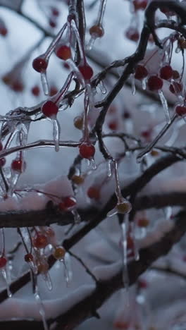primer plano de las ramas de los árboles congelados por la nieve adornadas con bayas rojas vibrantes y caramelos de hielo colgando delicadamente, el fondo borroso mejora el enfoque en los detalles helados