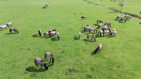 Wild-Horses-and-Auroxen-Cows-Running-in-the-Field-of-Pape-National-Park,-Latvia