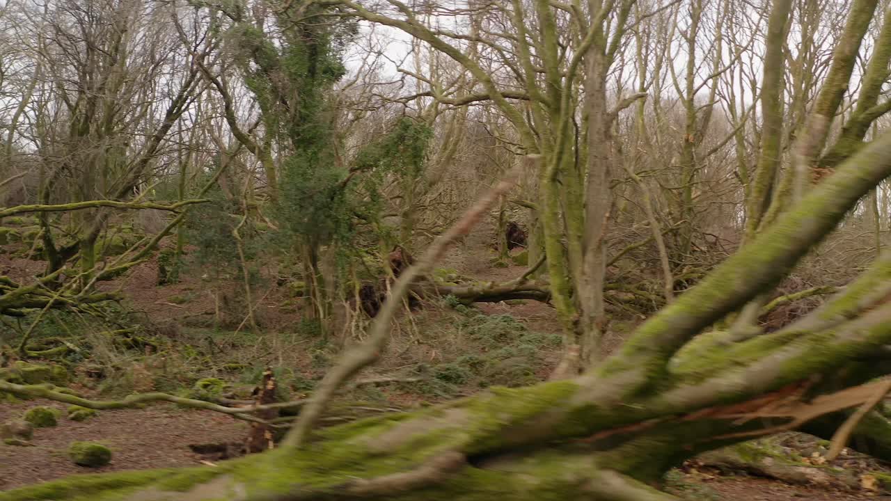 Uprooted tree stumps and scattered branches on the forest floor post storm, destruction aftermath backdrop