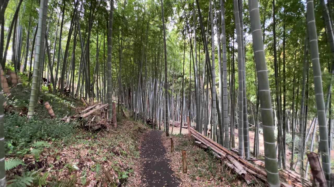 Walking through off the beaten path bamboo forest in Japan with no tourists