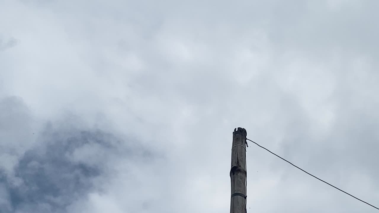 와이어-1이 있는 대나무 기둥을 바라보며 지나가는 작은 새 무리