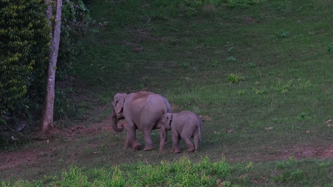 madre y cría saliendo del lado izquierdo del marco hacia el bosque, elefante indio elephas maximus indicus, tailandia