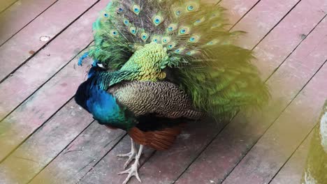 pavo real en una cubierta de madera