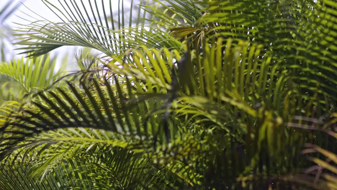 Green yellow palm leaves blowing in the wind, slow mo
