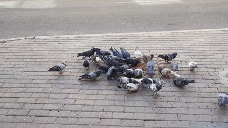 Una-Bandada-De-Palomas-Come-Semillas-En-La-Acera-Cerca-De-La-Puerta-Del-Zoco-Dorado-3-Calles-En-Dubai,-Emiratos-árabes-Unidos