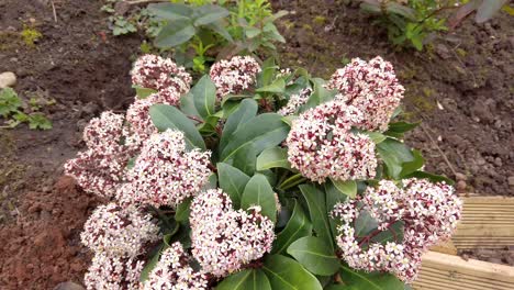 Skimmia-japonica-showing-flowers-and-leaves