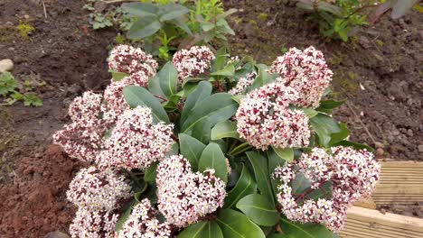 Skimmia-Japonica-Mit-Blüten-Und-Blättern