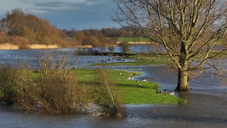 flooded river landscape with birds