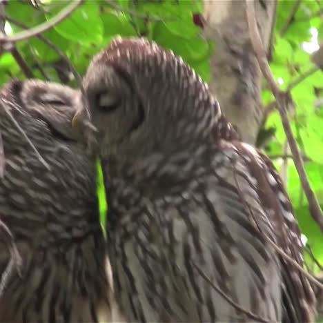 Two-barred-owls-kiss-in-a-tree