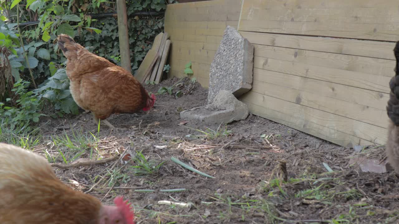 Brown chickens scratching and pecking ground on farm while foraging for food