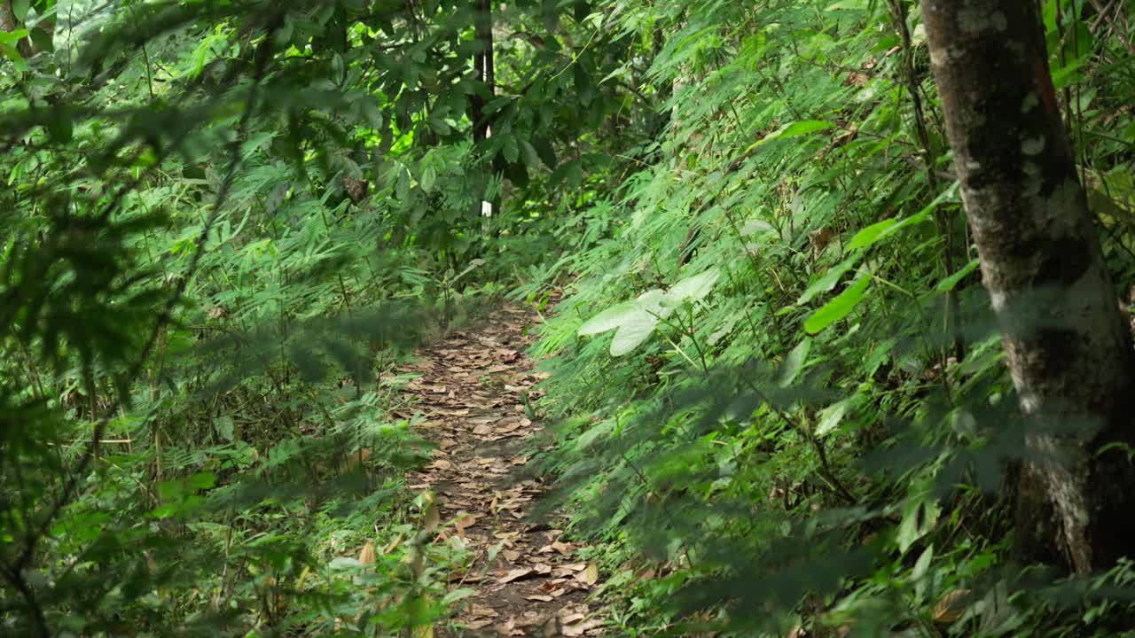 Footpath covered in leaves, jungle tropical forest trail rainforest nature Bali Indonesia