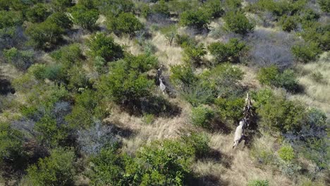 aerial tracking shot of antelope and zebras running between trees in botswana