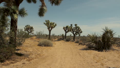 Paisaje-Desértico,-Sendero-Para-Caminar,-Cactus-Altos