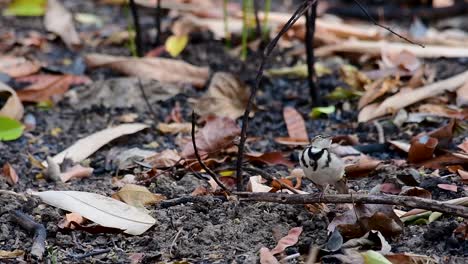 la lavandera del bosque es un ave paseriforme que se alimenta de ramas, terrenos forestales, moviendo la cola constantemente hacia los lados