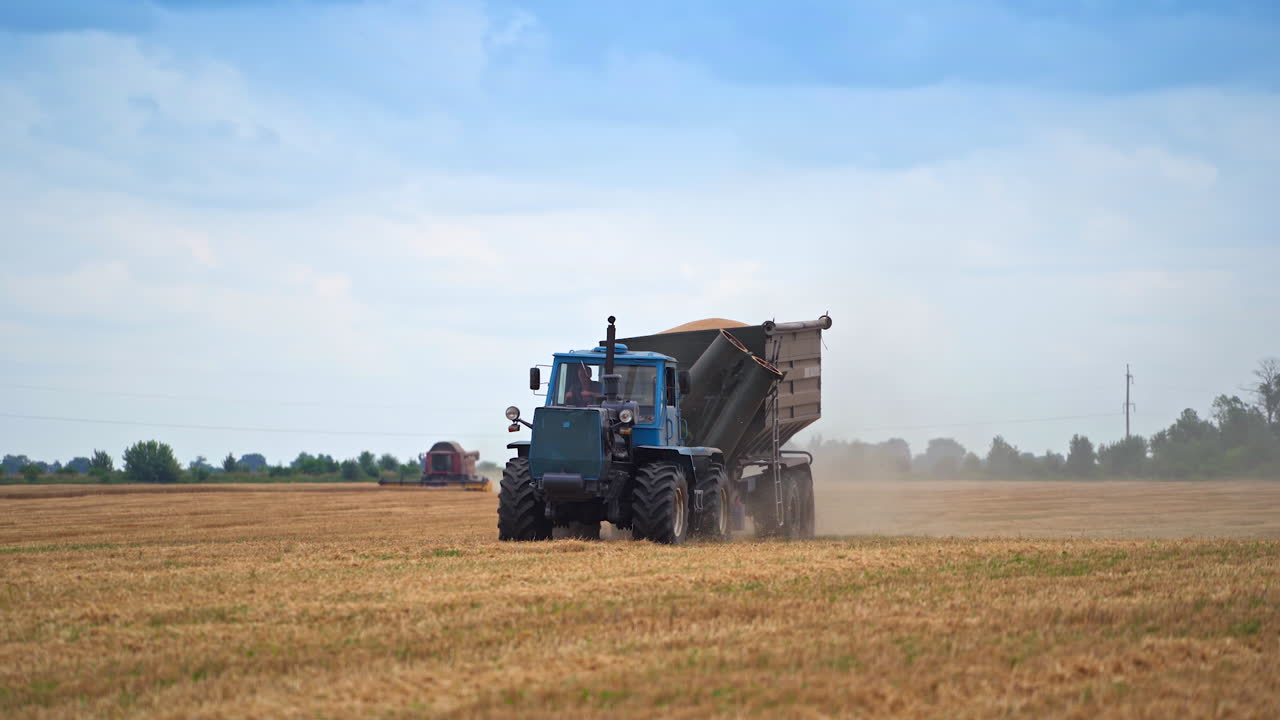 Tractor truck full of picked crop riding in the field. Machinery moving quickly around the farmlands. Combine harvester picking wheat at the backdrop.