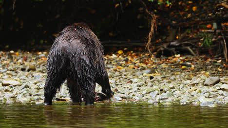 Blick-Hinter-Einen-Grizzlybären,-Der-Lebende-Lachsfische-Im-Fluss-Im-Großen-Bärenregenwald-In-BC,-Kanada,-Frisst