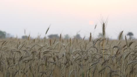 Goldenes-Weizenfeld-An-Einem-Dunstigen-Morgen-Auf-Dem-Land