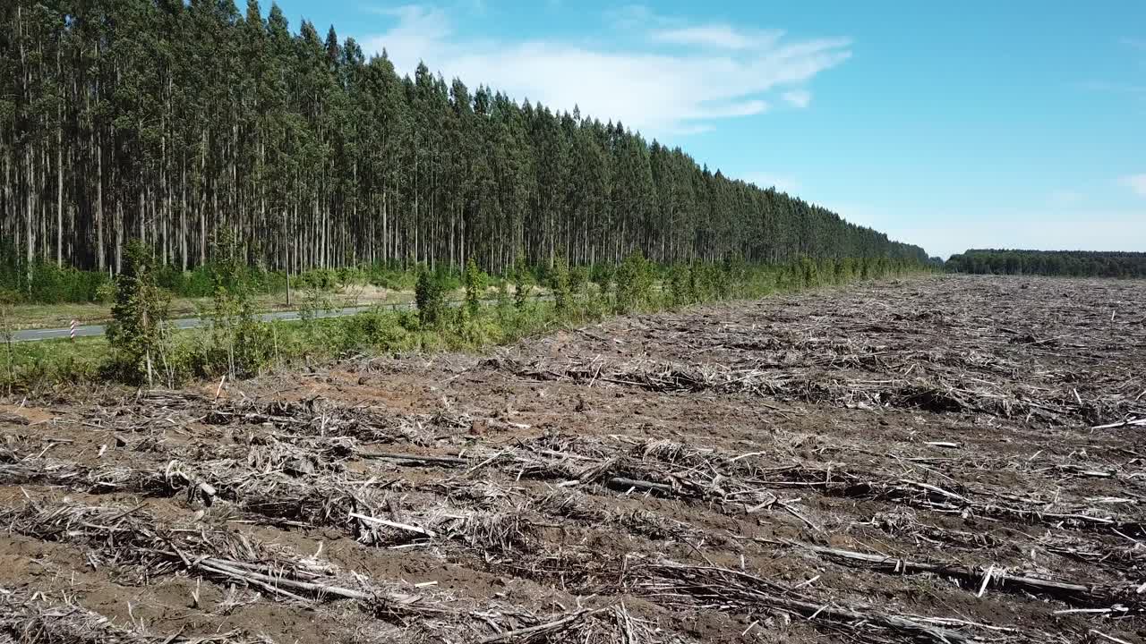 Drone Aerial View of Artificial Forest and Deforested Ground in Countryside of Chile, Forestry in Economic Purpose