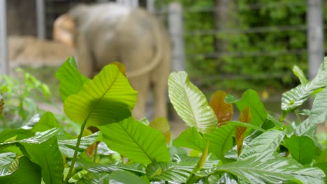 背景にぼやけた象と熱帯雨林の植物 シンガポール動物園