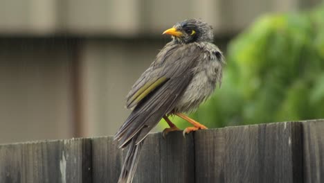 Noisy-Miner-Bird-Perched-On-Fence-Raining-Daytime-Australia-Gippsland-Victoria-Maffra-Close-Up