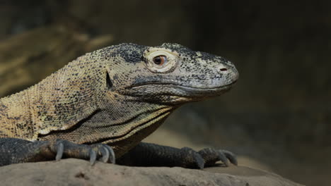 portrait of the formidable komodo dragon - a rare species of animals