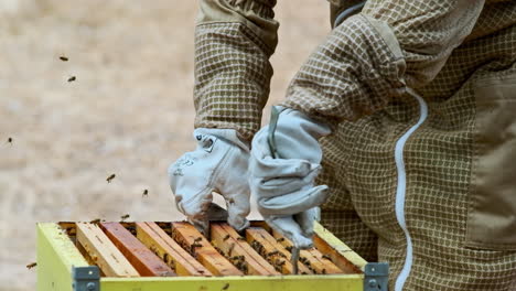 Slow-motion-closeup-of-Apiarist-removing-beehive-frame-from-box,-bees-flying