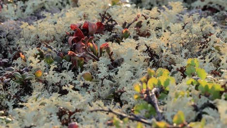 Arctic-Tundra-lichen-moss-close-up.-Found-primarily-in-areas-of-Arctic-Tundra,-alpine-tundra,-it-is-extremely-cold-hardy.-Cladonia-rangiferina,-also-known-as-reindeer-cup-lichen.