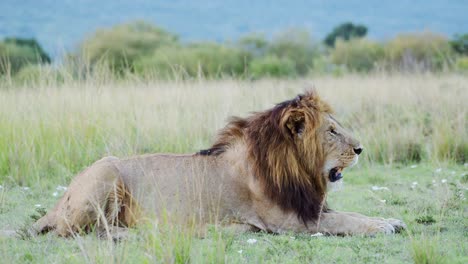 Slow-Motion-of-African-Wildlife-of-Male-lion-in-Masai-Mara-National-Reserve-in-Kenya,-Africa-on-Safari-in-Maasai-Mara-Game-Reserve,-Big-Five-Animal-Lying-on-Ground-from-Low-Angle