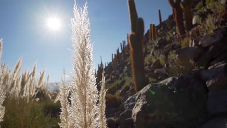 Cactus-Canyon-trail-near-San-Pedro-de-Atacama-in-the-Atacama-Desert,-northern-Chile,-South-America