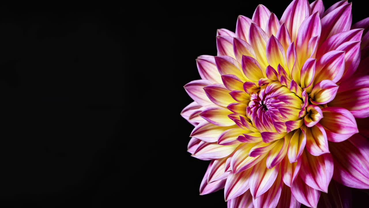 A close-up video of a vibrant flower against a dark background, captured from a side angle