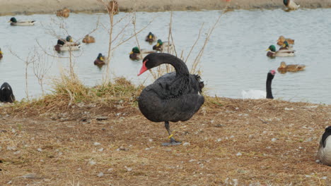 black swan and ducks by a pond