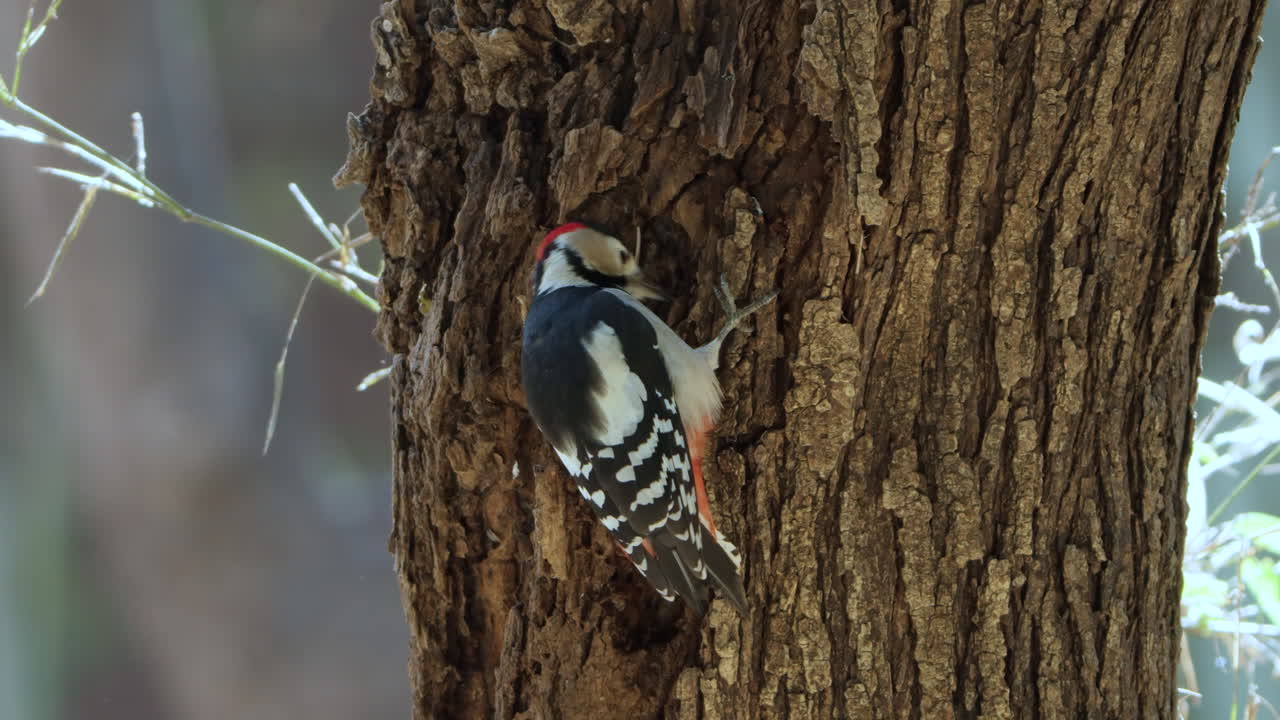 Great Spotted Woodpecker Pecking Bark on Tree Trunk