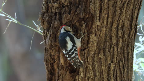 great spotted woodpecker pecking bark on tree trunk