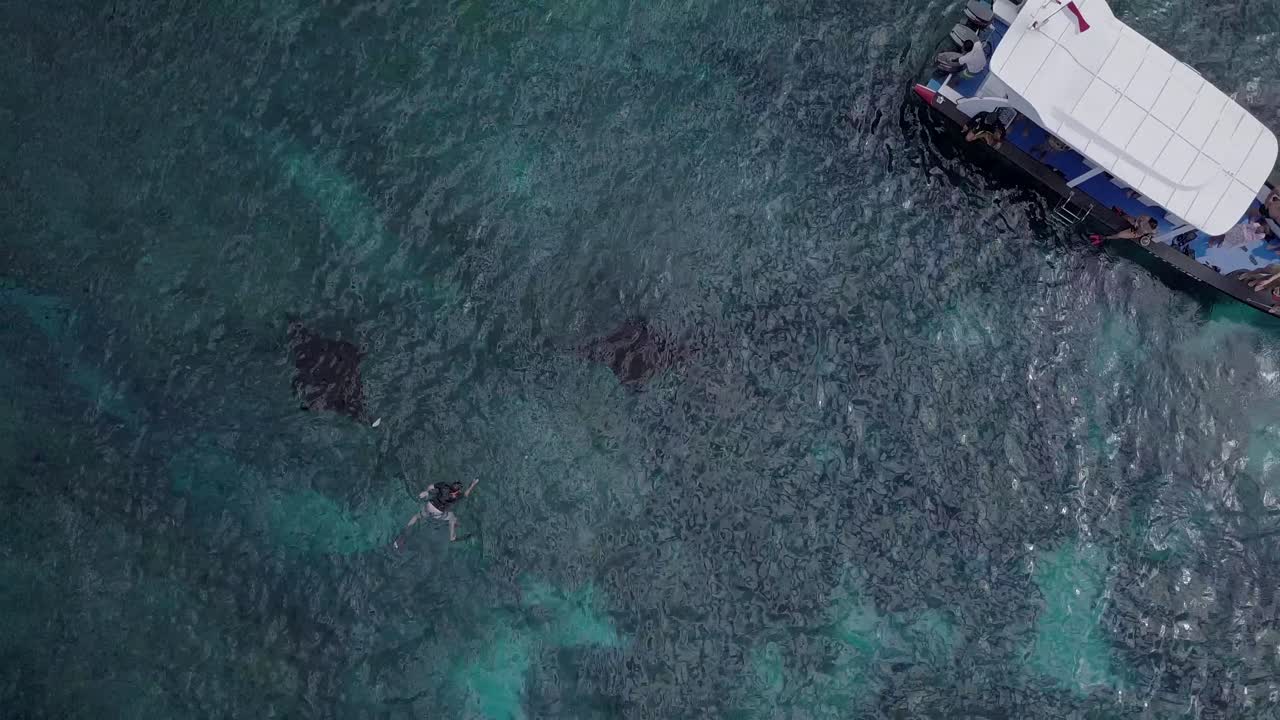 AERIAL: Manta Rays in Bali