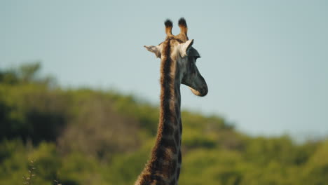 a giraffe gracefully walks through the vast african savannah at golden hour