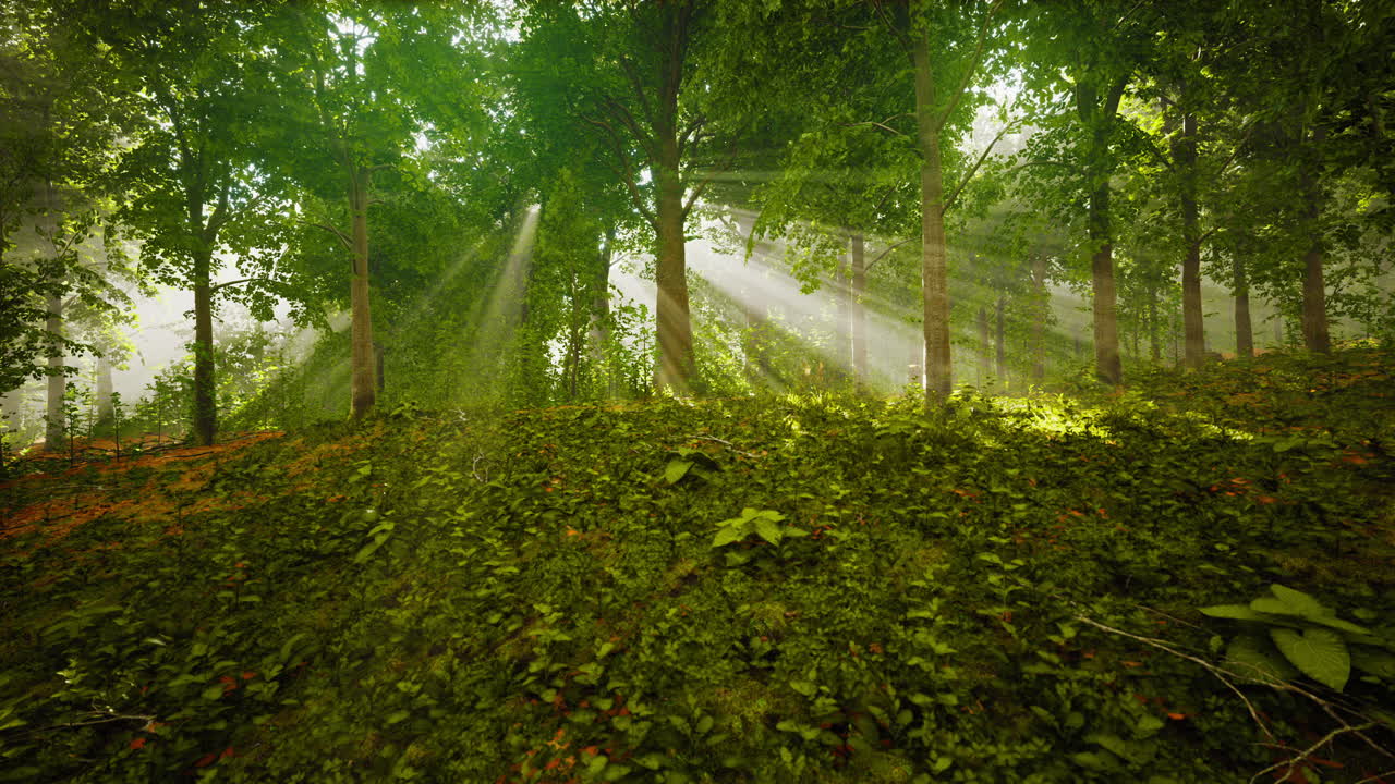 мистическая древесина в туманное утро