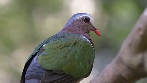 close shot of a grey capped emerald dove , blurred background