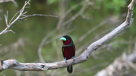 Black-and-red-Broadbill,-Cymbirhynchus-macrorhynchos,-Kaeng-Krachan,-Thailand