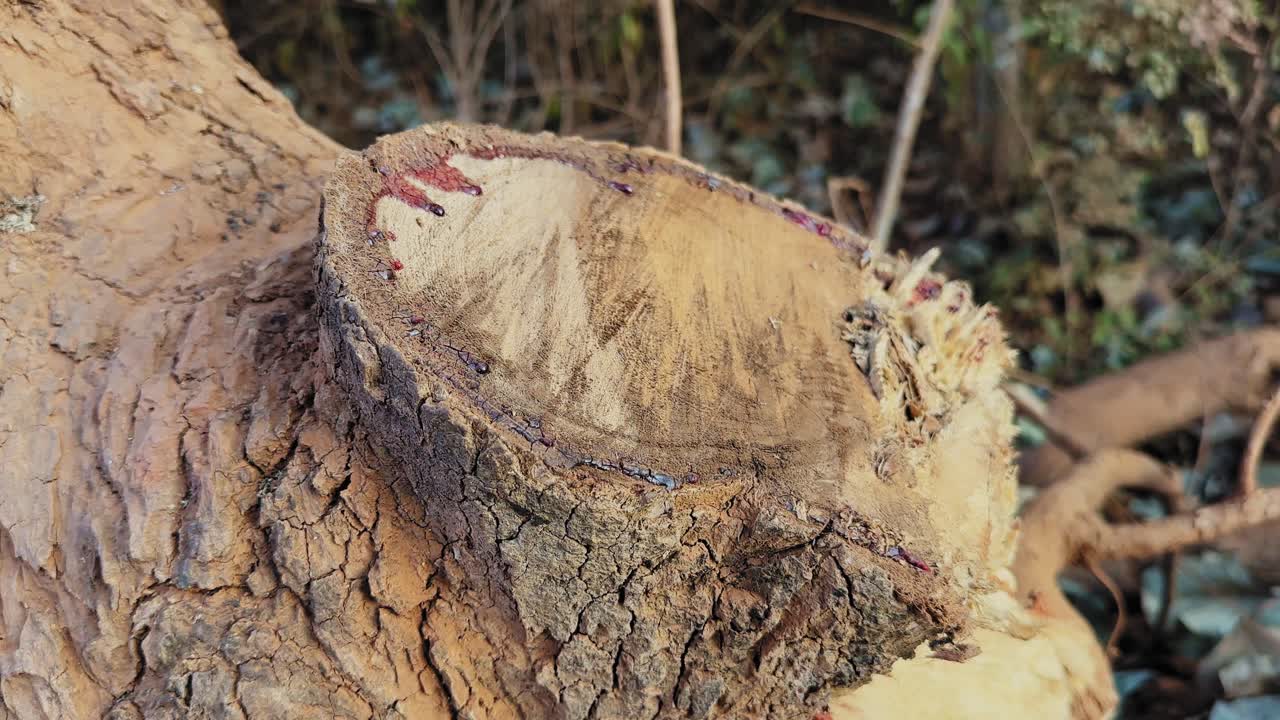 Primo piano di un tronco d'albero appena tagliato con linfa rossa visibile sul legno esposto, che evidenzia la rimozione di alberi a bordo strada durante lo sgombero del terreno per la costruzione di strade e lo sviluppo di infrastrutture.